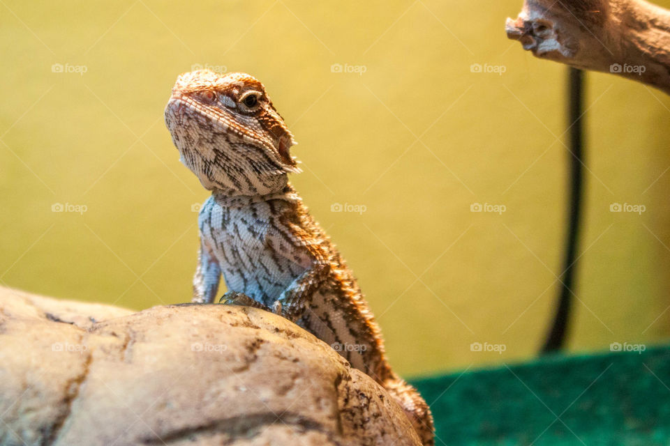 Bearded dragon against a yellow wall