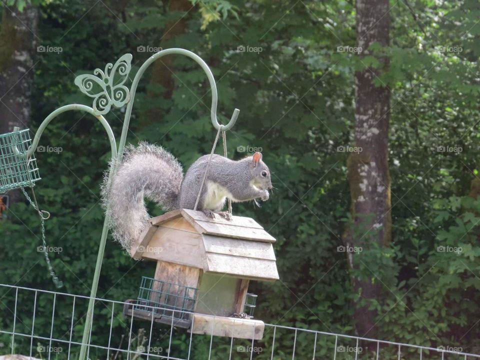 What's that on the bird feeder...