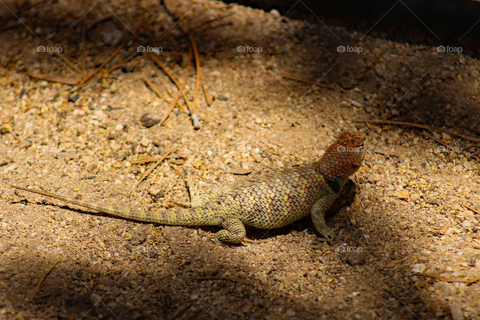 Female spiny lizard