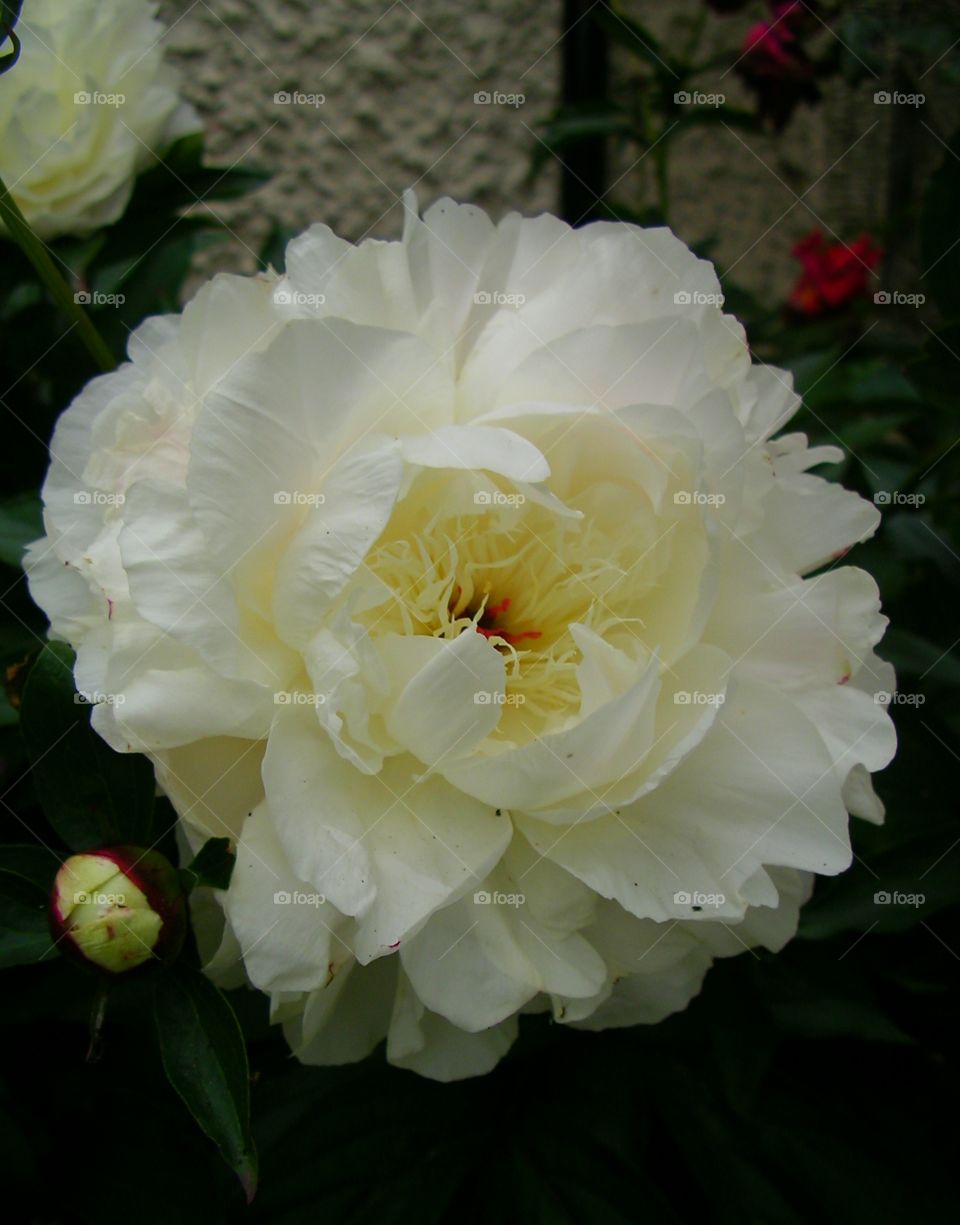A white flower