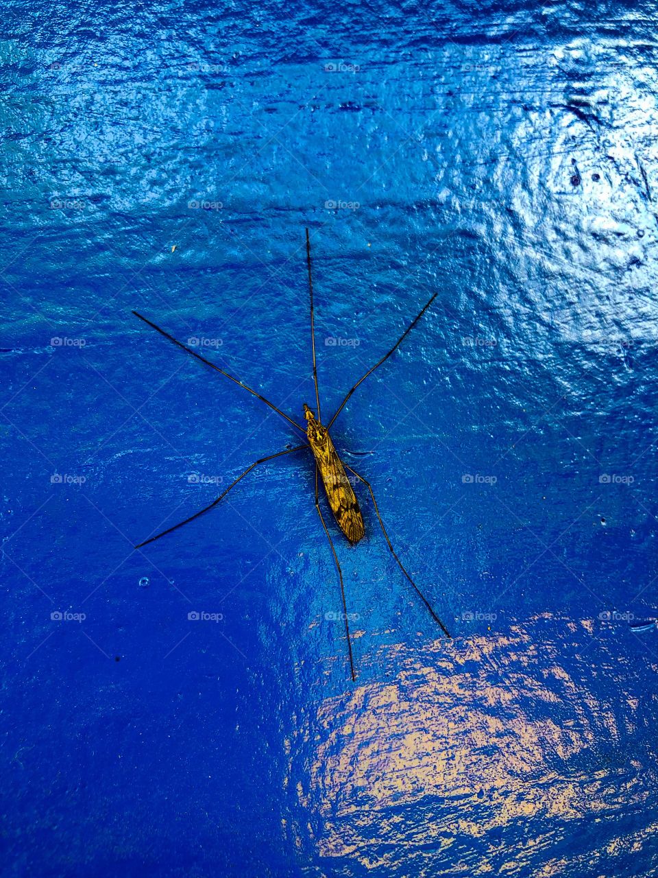 Crane fly against a bright blue wall outdoors 