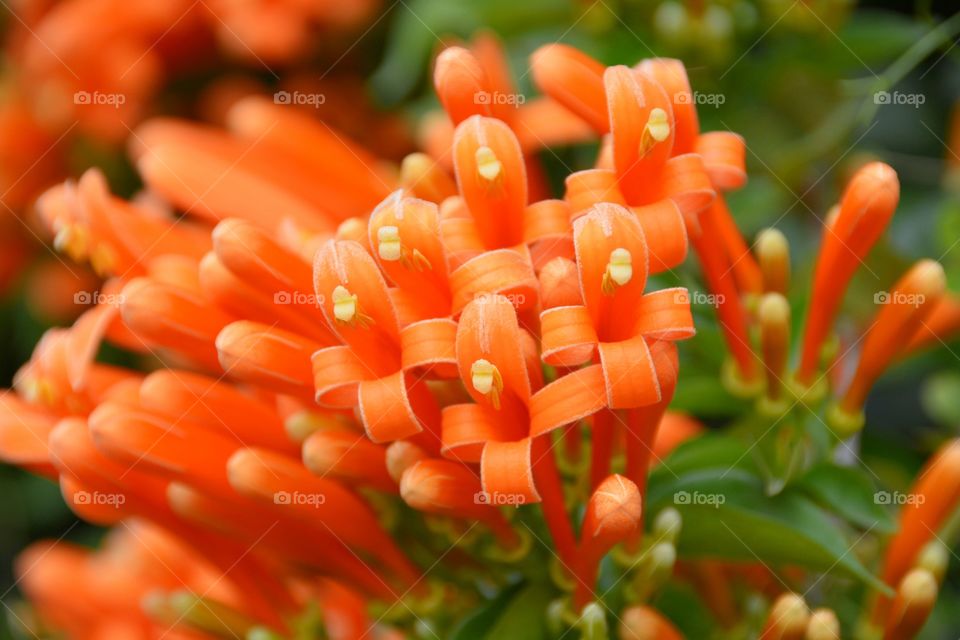 Orange flowers