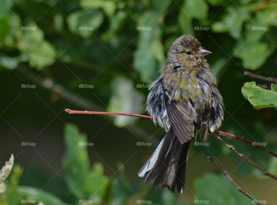 Chaffinch