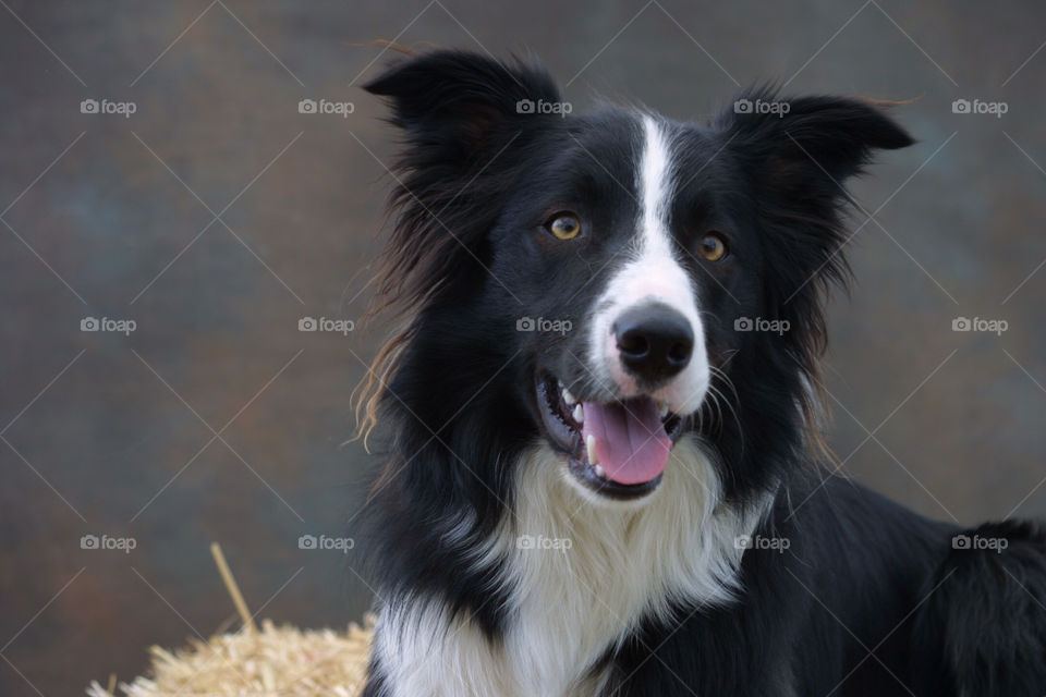 Dog, Portrait, Cute, Animal, Mammal
