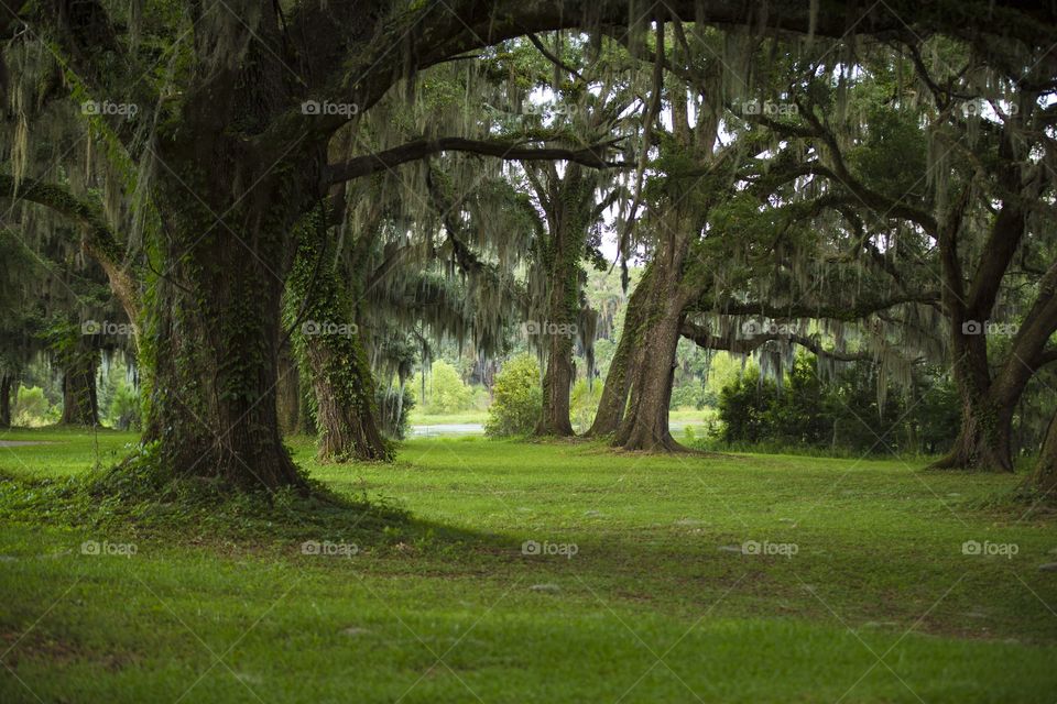 Evening at Florida. Green wraps around the pond on an overcast day! So much green everywhere! 