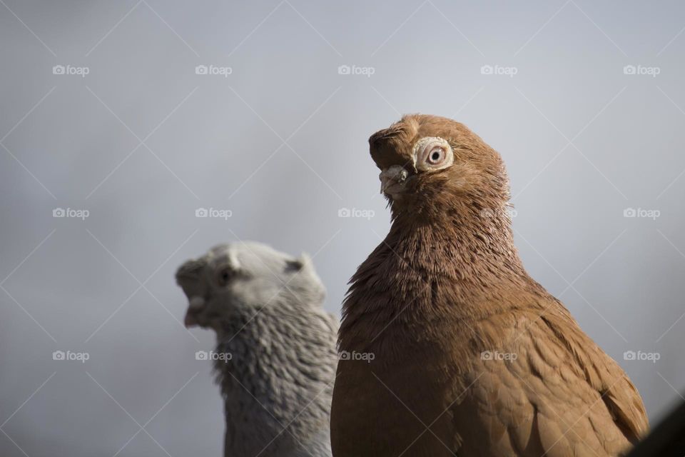 couple of pigeons,  close up view