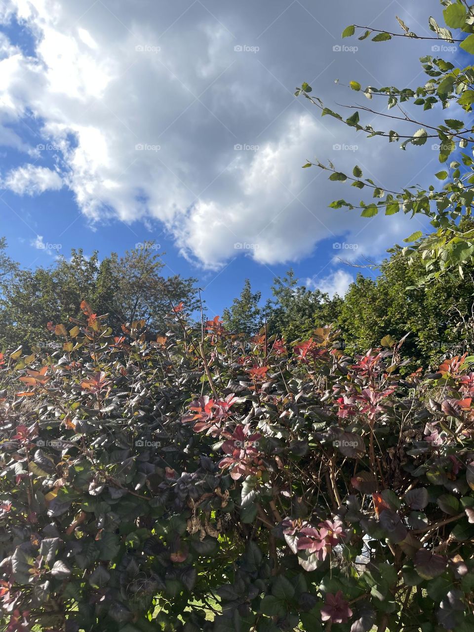 Colorful leaves with beautiful clouds 