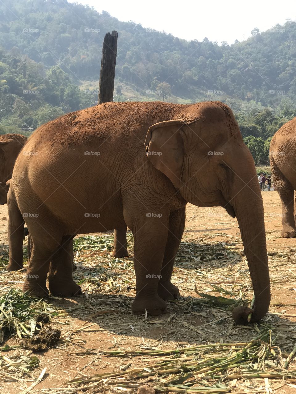 Cute Elephant In Thailand