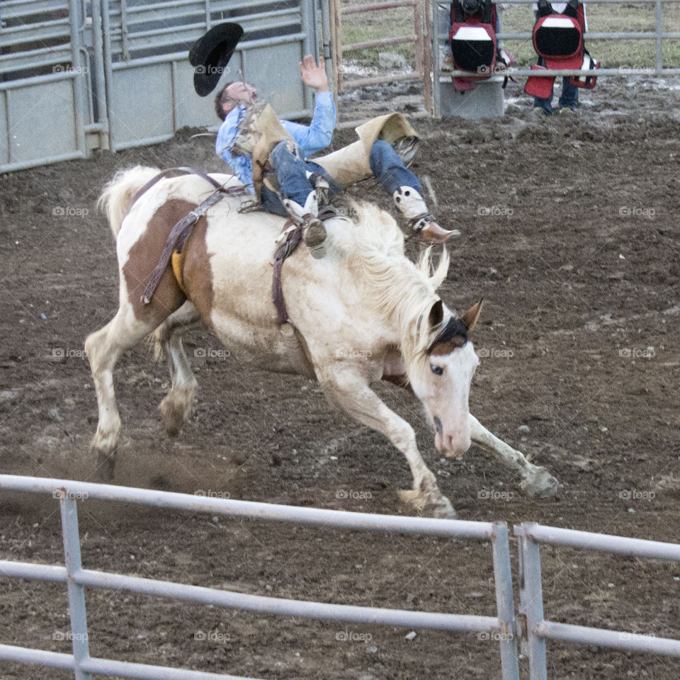 Cowboy riding a bucking bronco at the rodeo