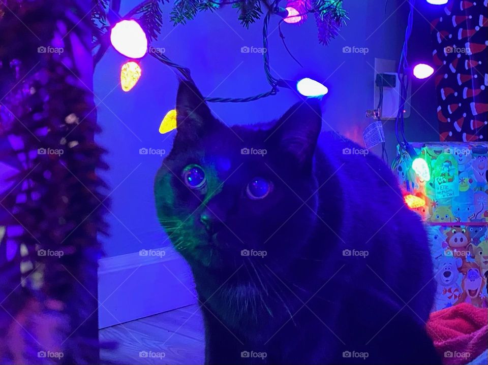 Closeup of an adorable black cat under the Christmas tree 