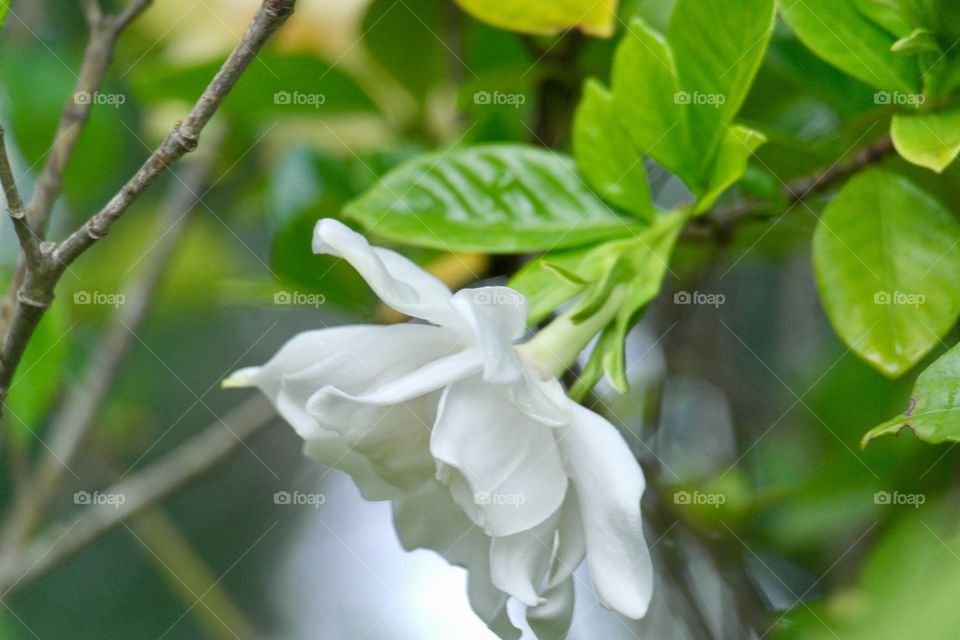 Gardenia 