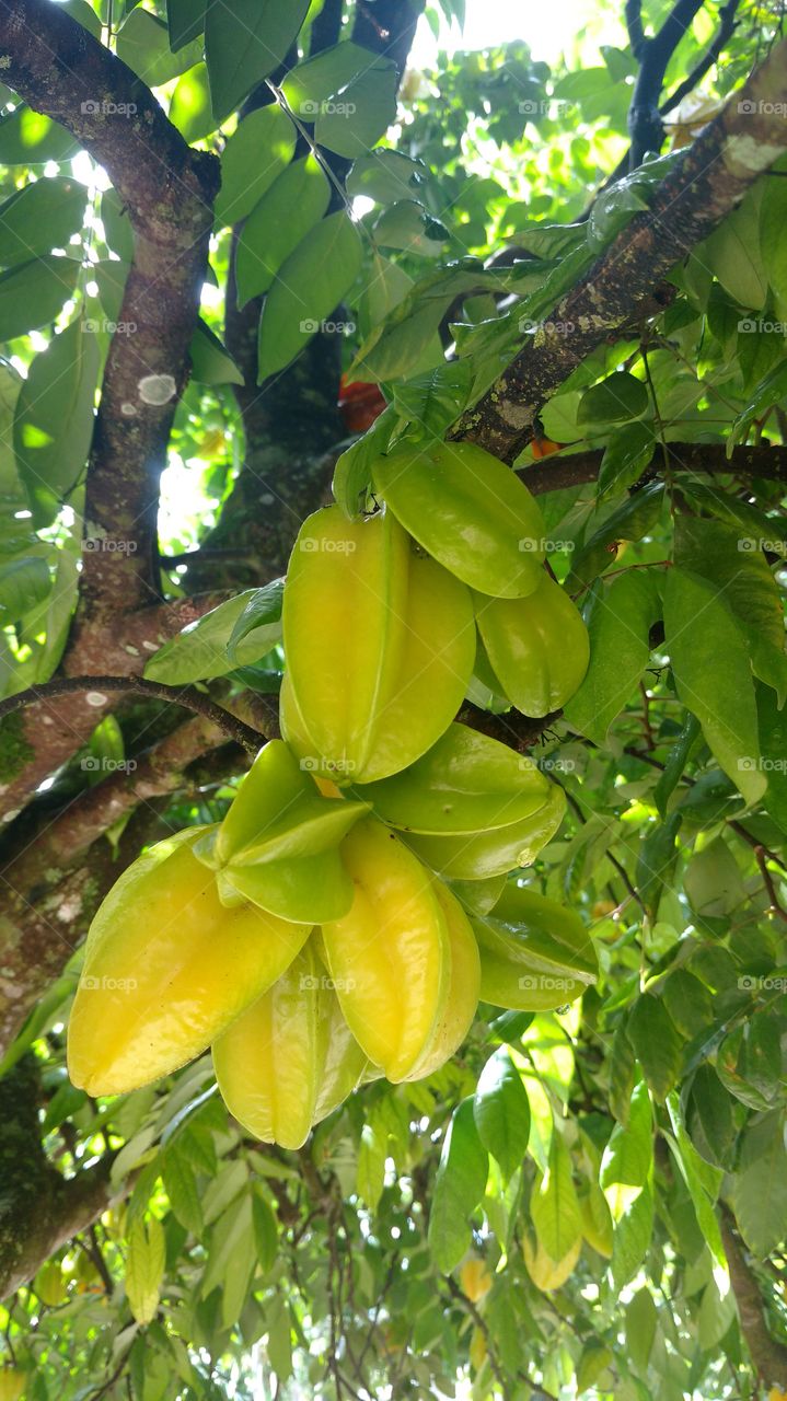 carambola