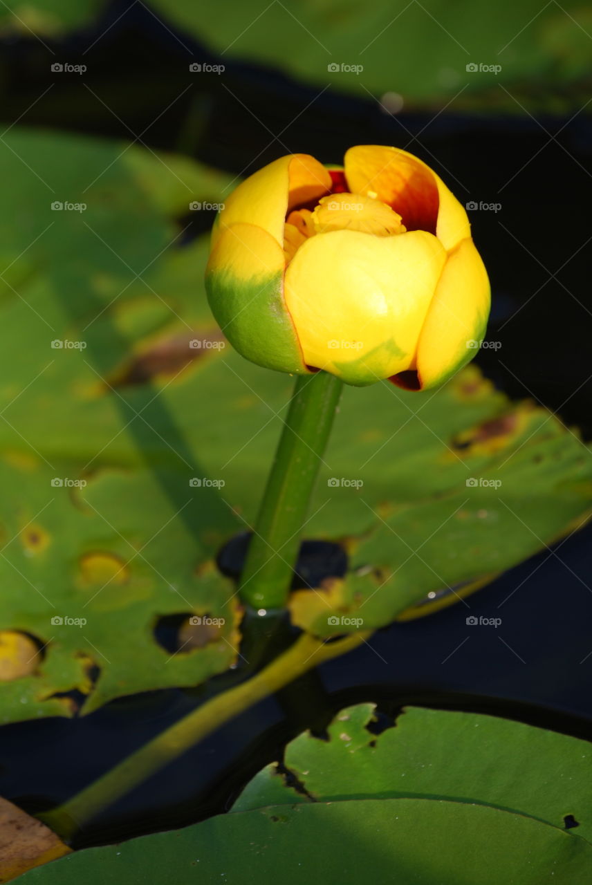 Lily on the pond