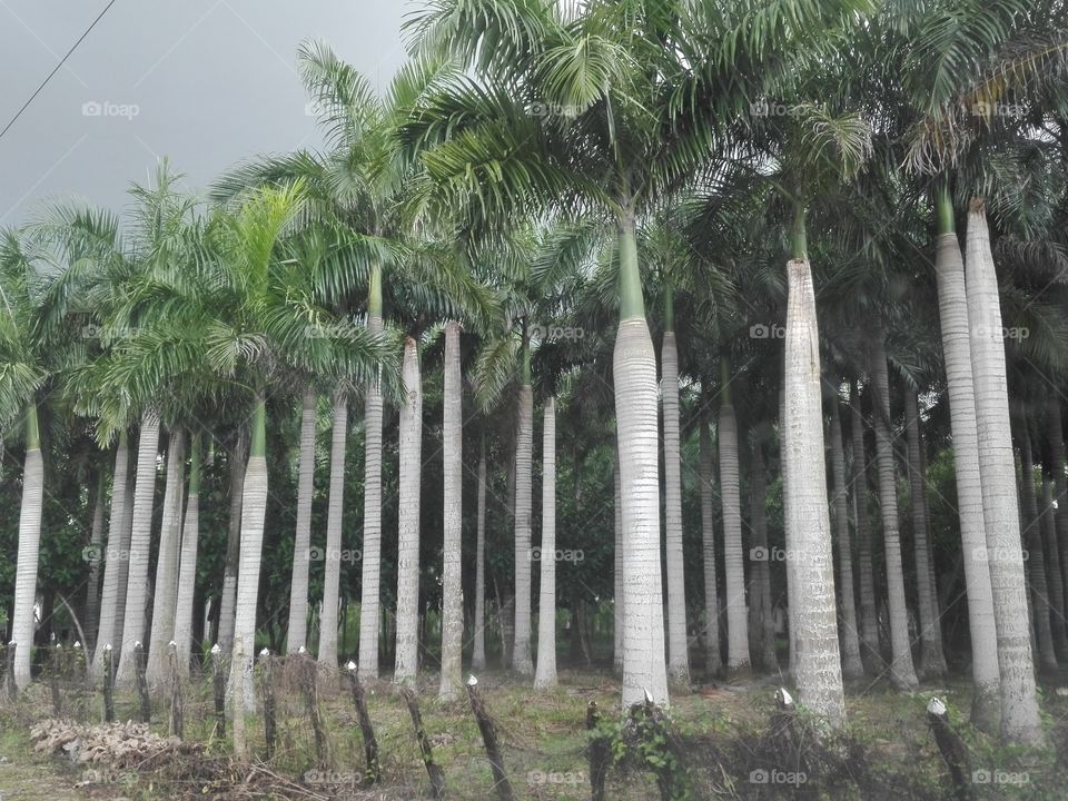 Palms tree