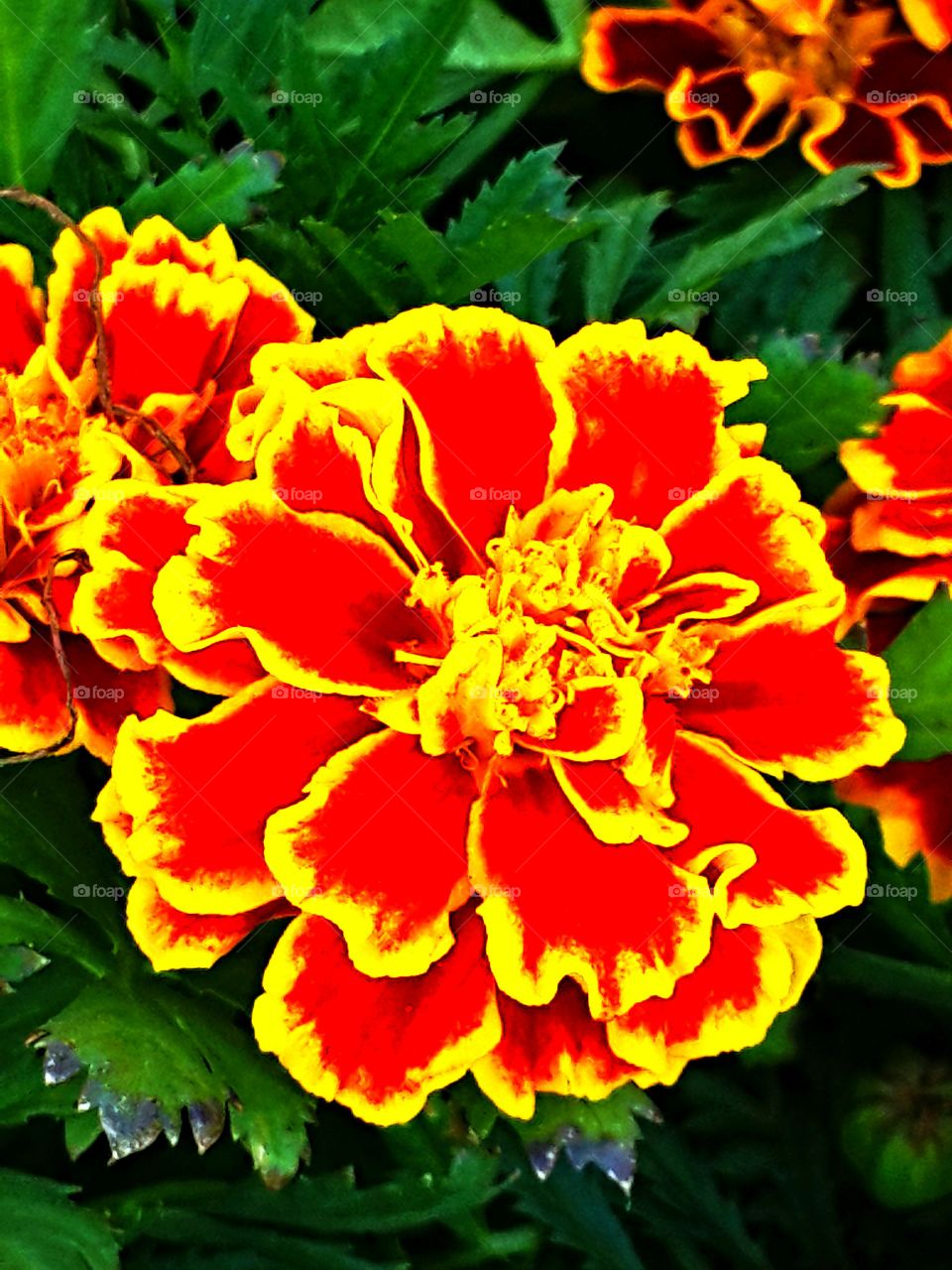Yellow and red flower