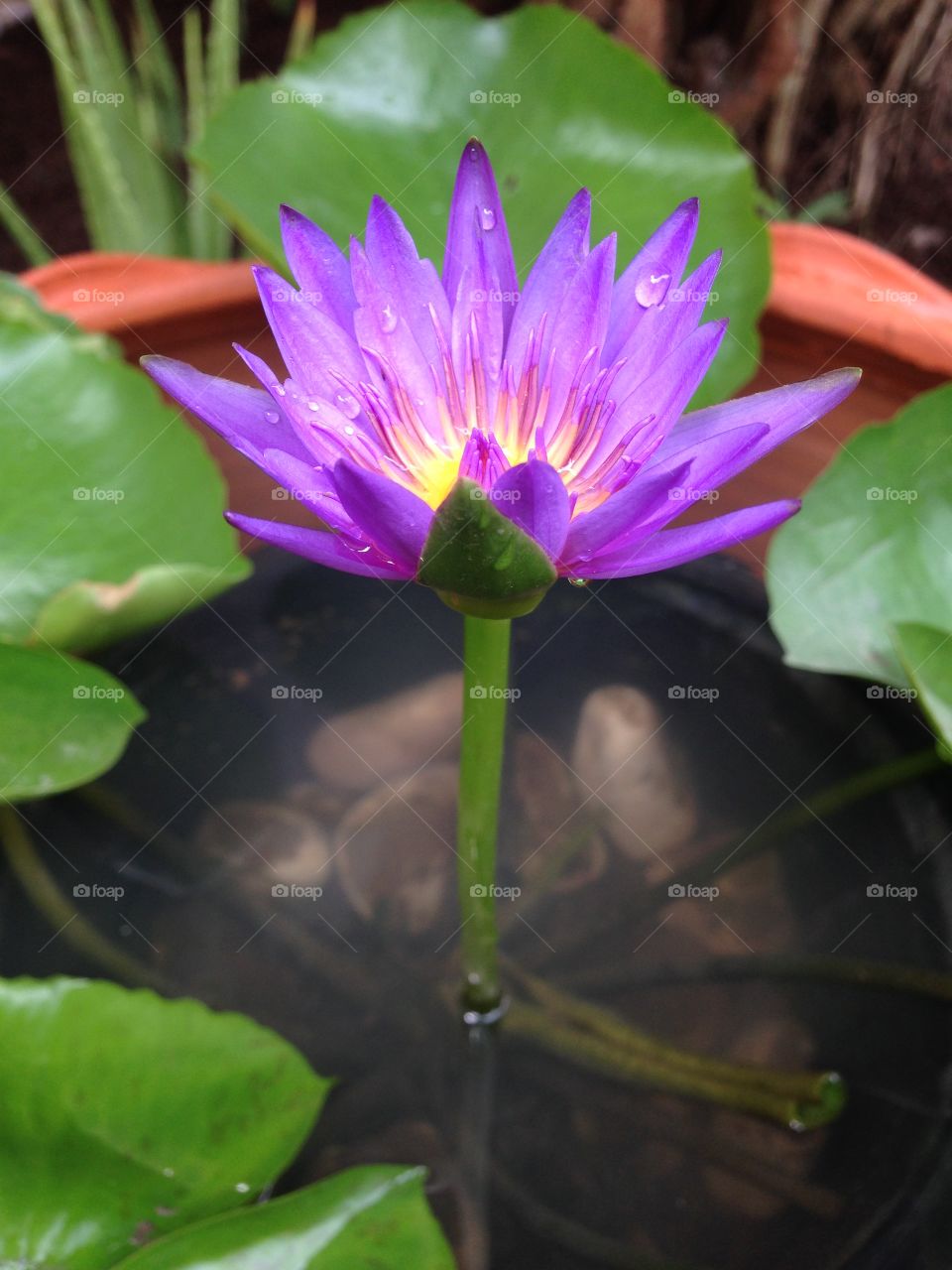 Purple Lotus. 