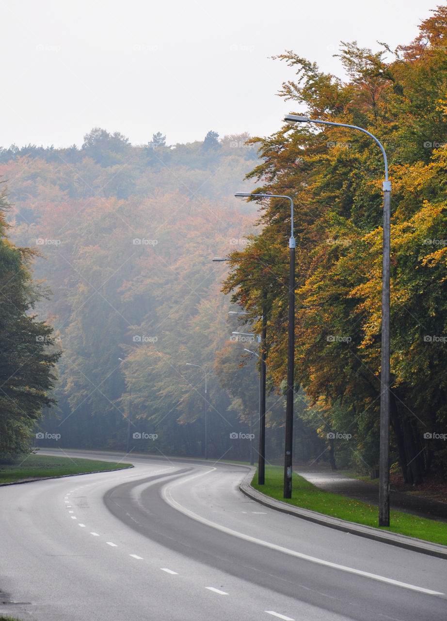 Forest road in Gdynia, Poland