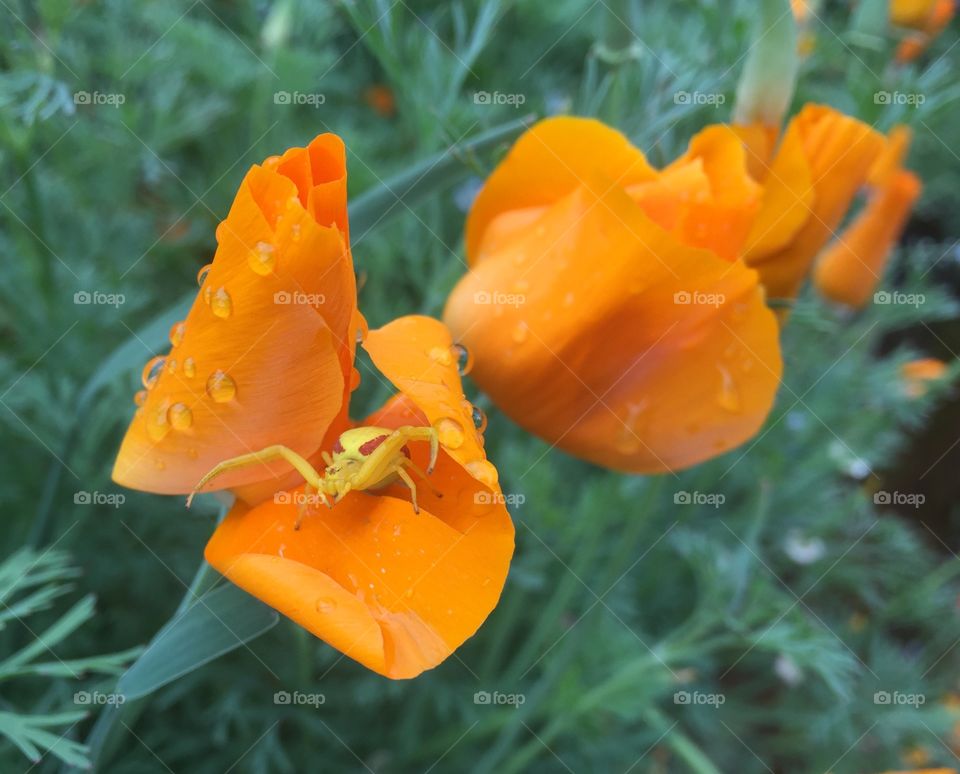 Water drop on poppy flower