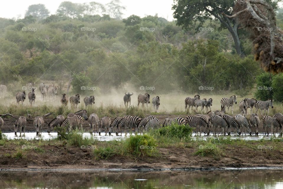 Zebras at the waterhole