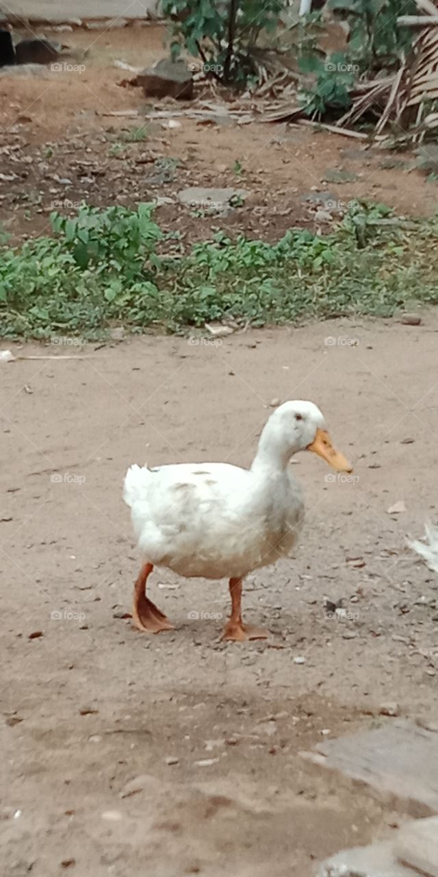 duck