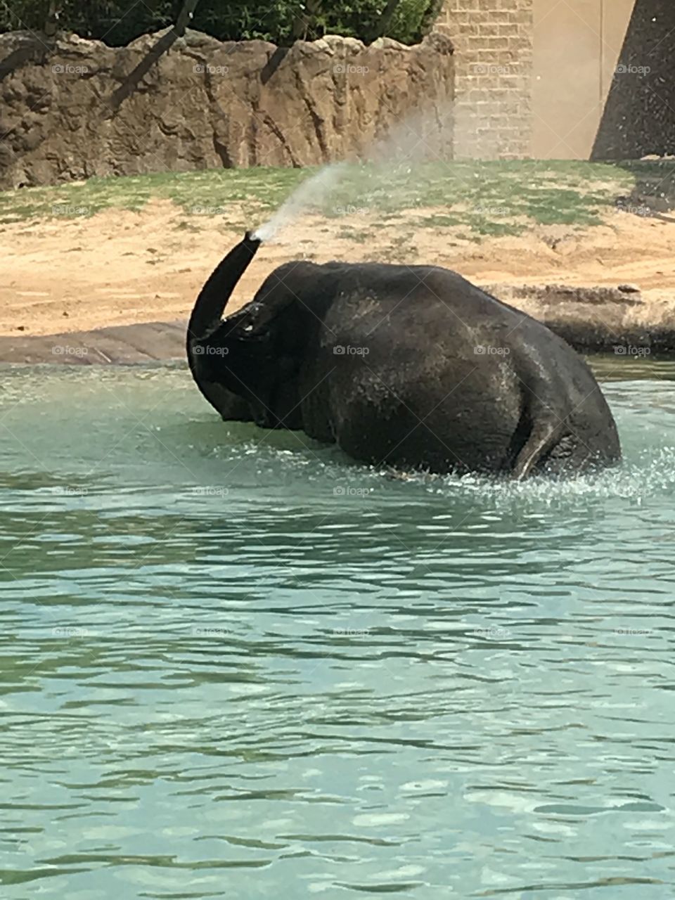 Silly elephant at the zoo