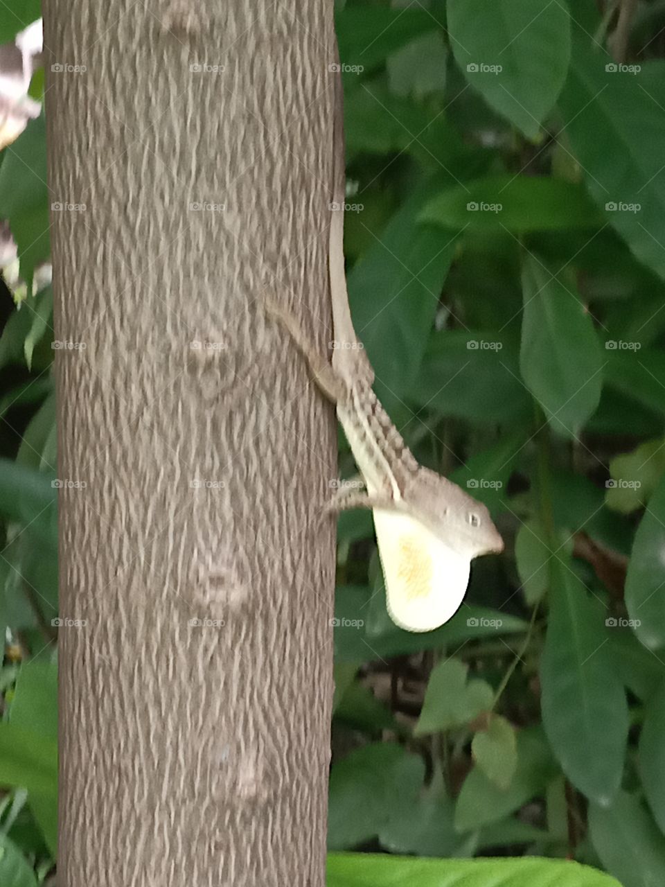 lizard in courting mode