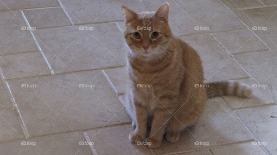 Cat, Domestic, Cute, Pet, Portrait