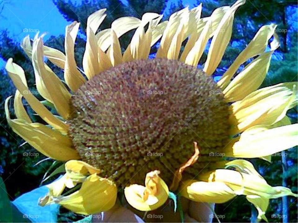 Sunflower 