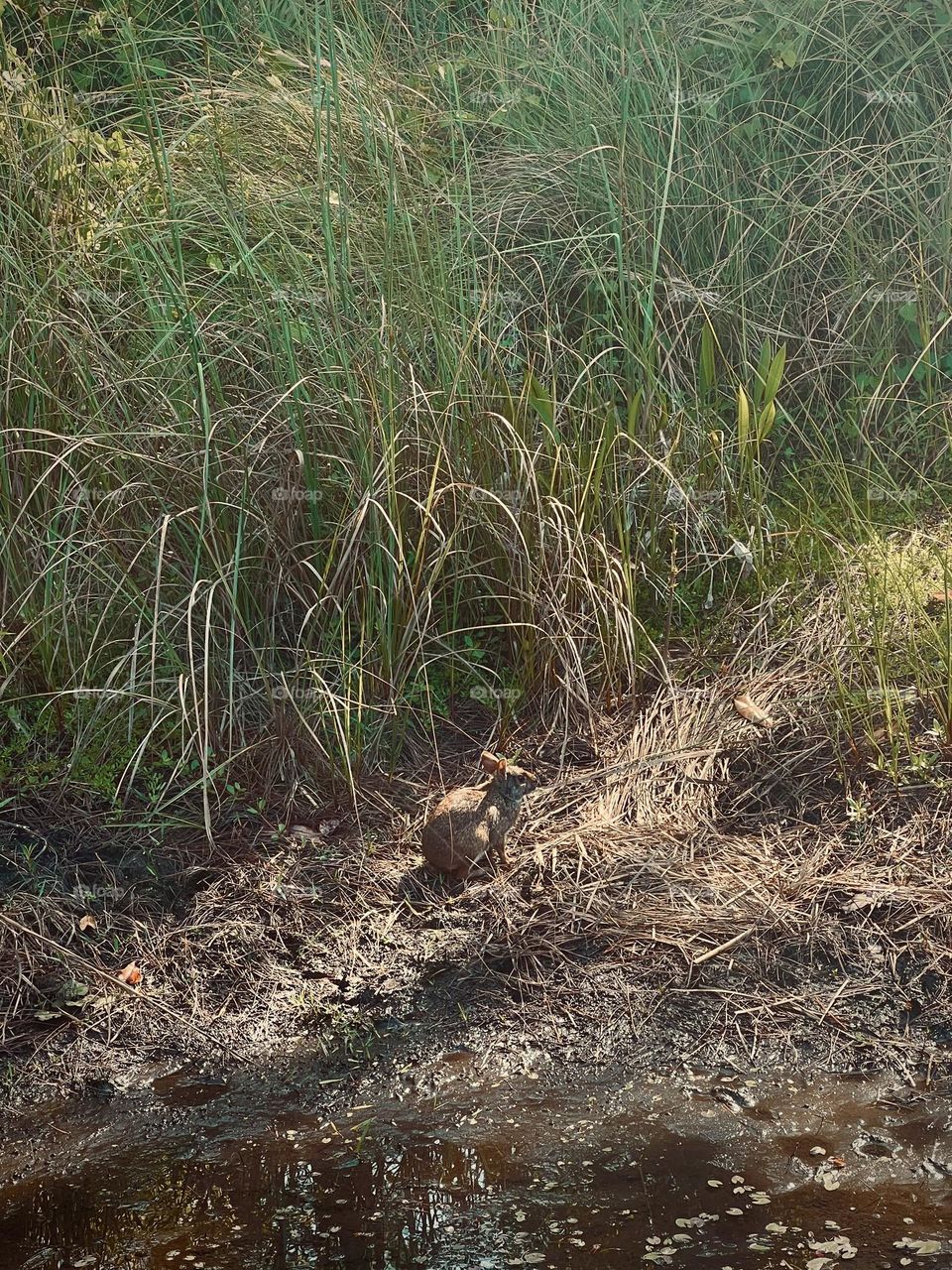 Spotting a wild cottontail rabbit in the morning sun at the edge of a marsh. Beautiful moment in nature.