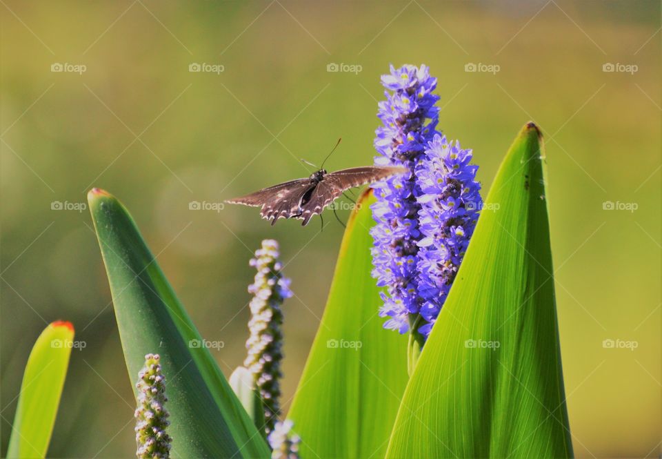 insect, butterfly flying towards a purple flower.