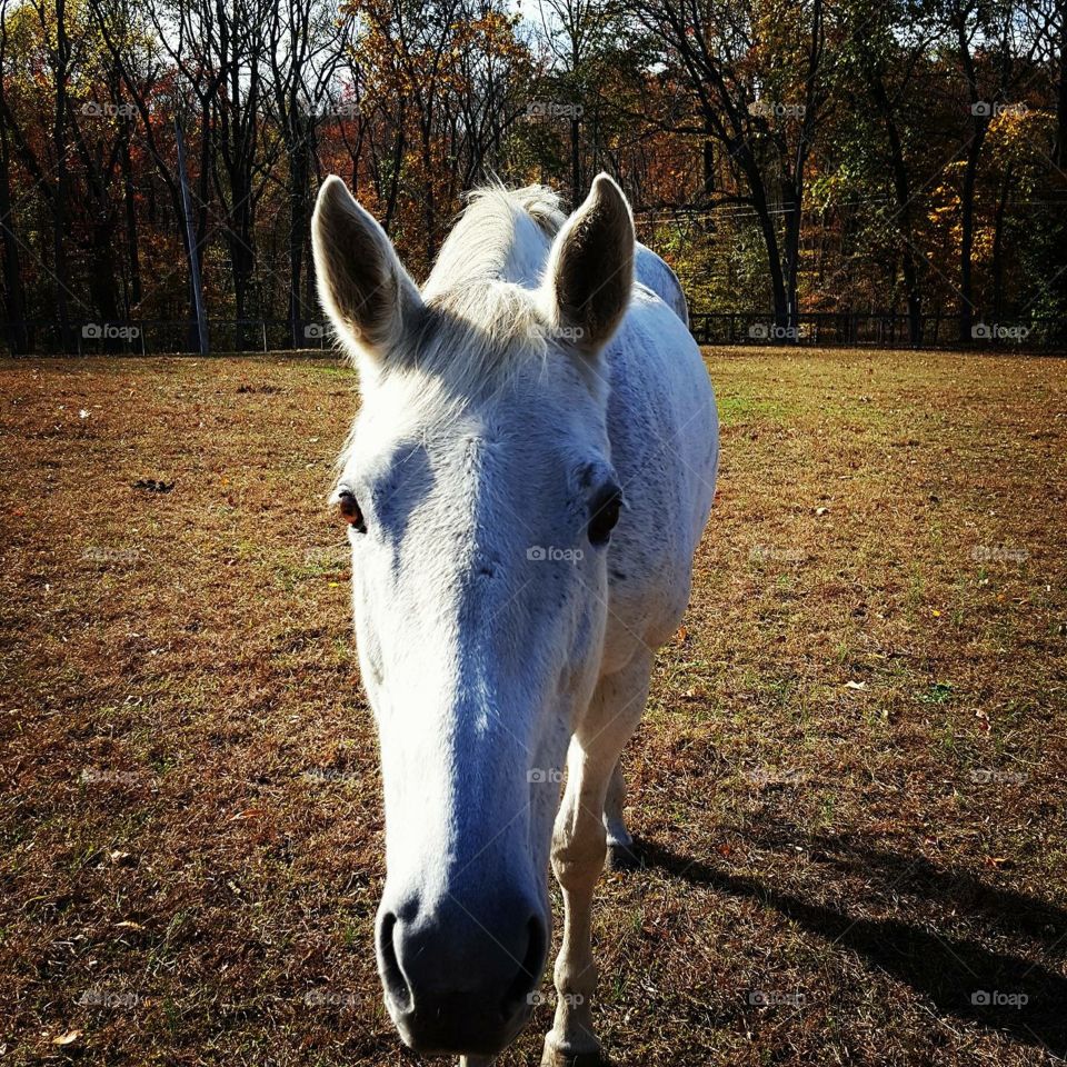 Curious thoroughbred mare