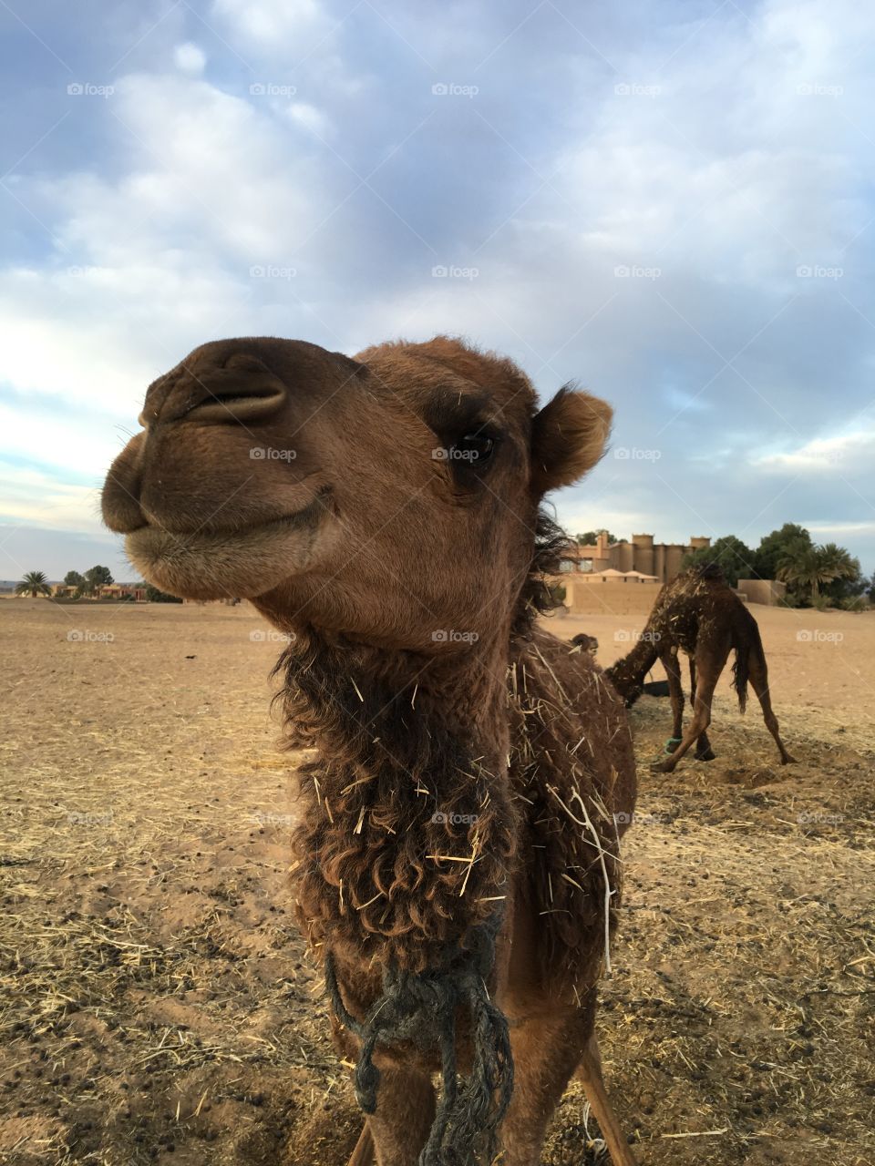 Portrait of a camel