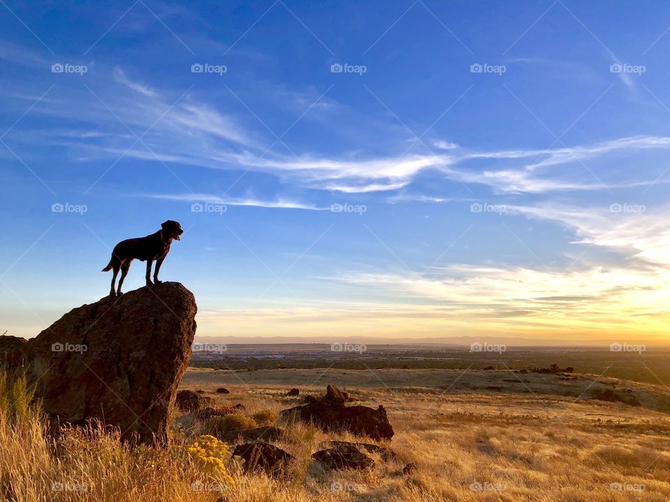 The silhouette of a Chocolate Labrador Retriever poised on a large rock at sunset in the beautiful Boise foothills. 