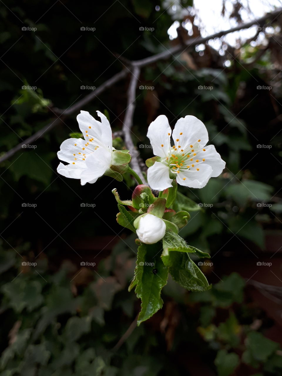 Three cherry blossoms against ivy centred