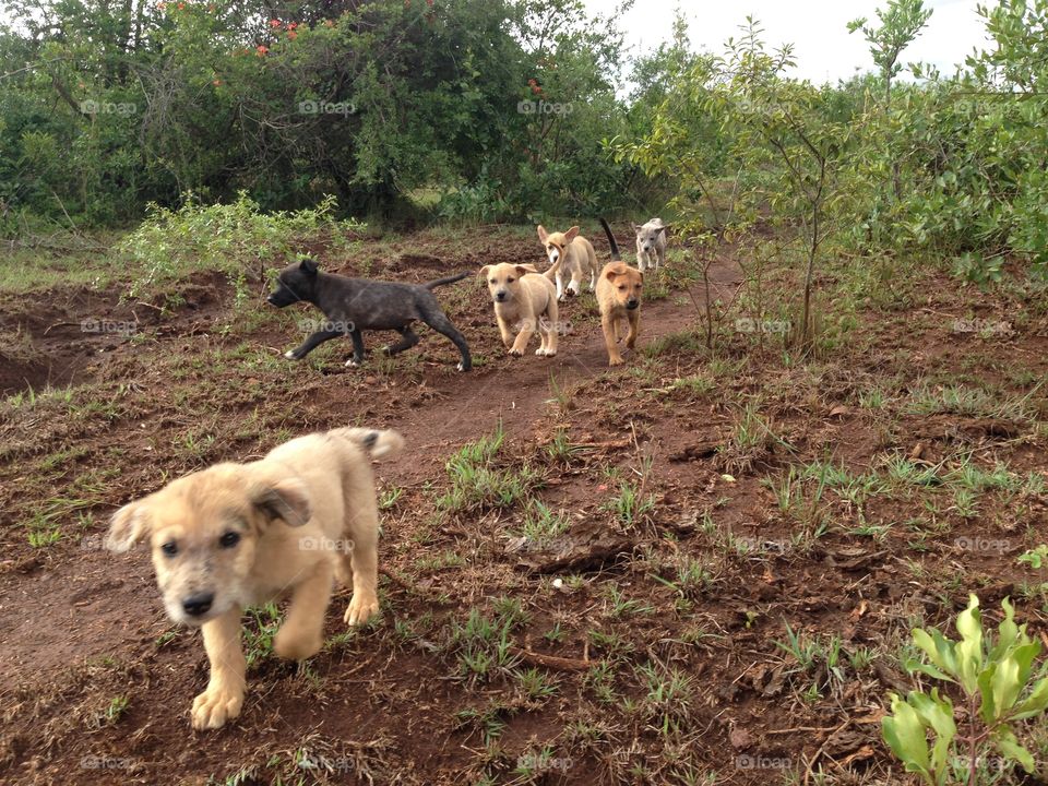 Puppy pack in the Swaziland bush