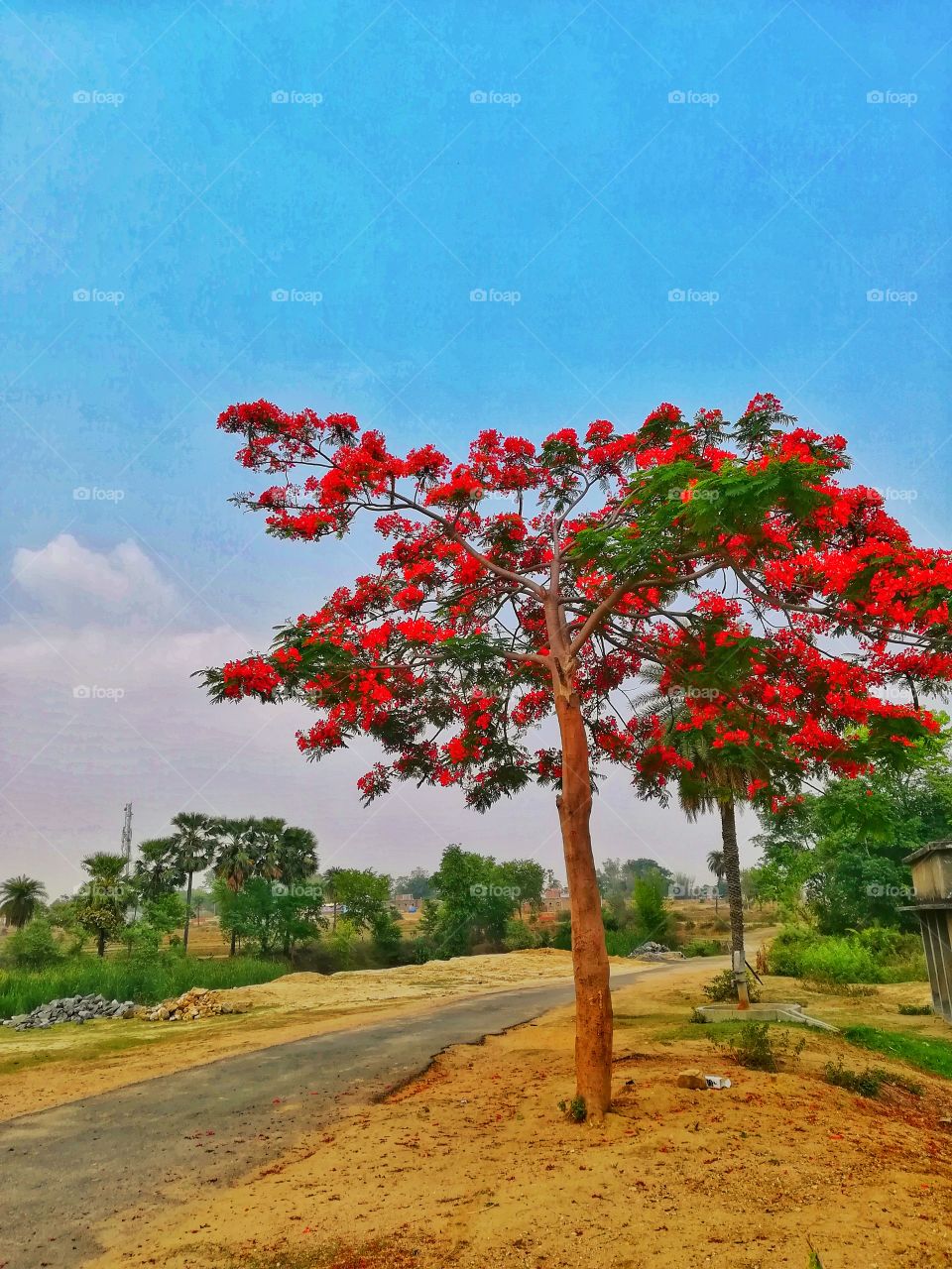 Delonix regia, the flame tree, is a species of flowering plant in the bean family Fabaceae, subfamily Caesalpinioideae. It is noted for its fern-like leaves and flamboyant display of flowers.