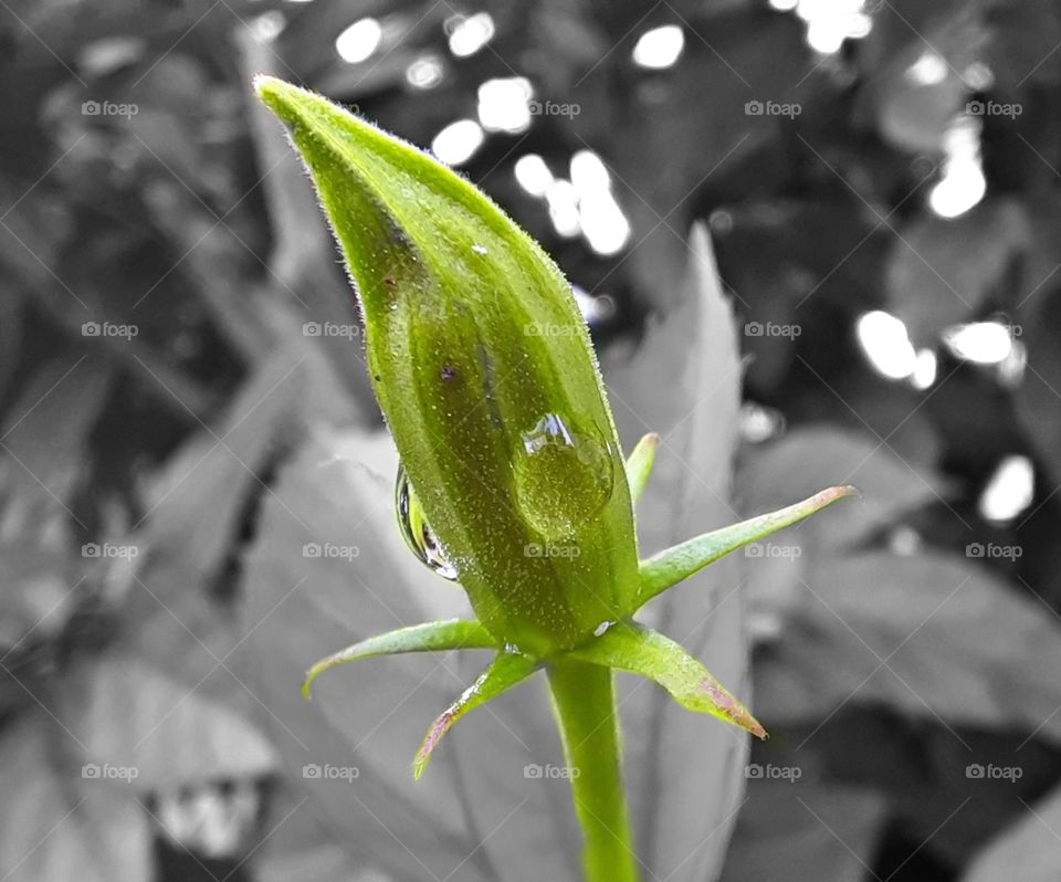Hibiscus bud...Chillness after a rain shower