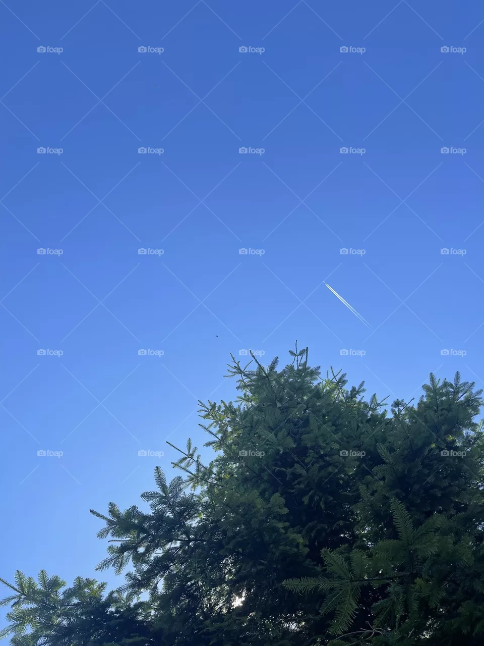 Clear sky with aeroplane and bright green tree