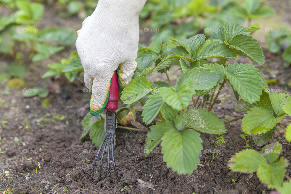 Gardening