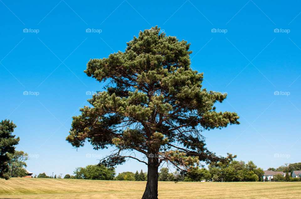 Tree, No Person, Landscape, Outdoors, Nature