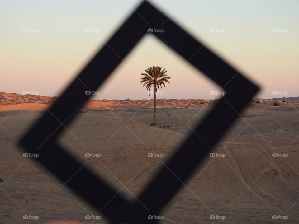 Framing a palmtree