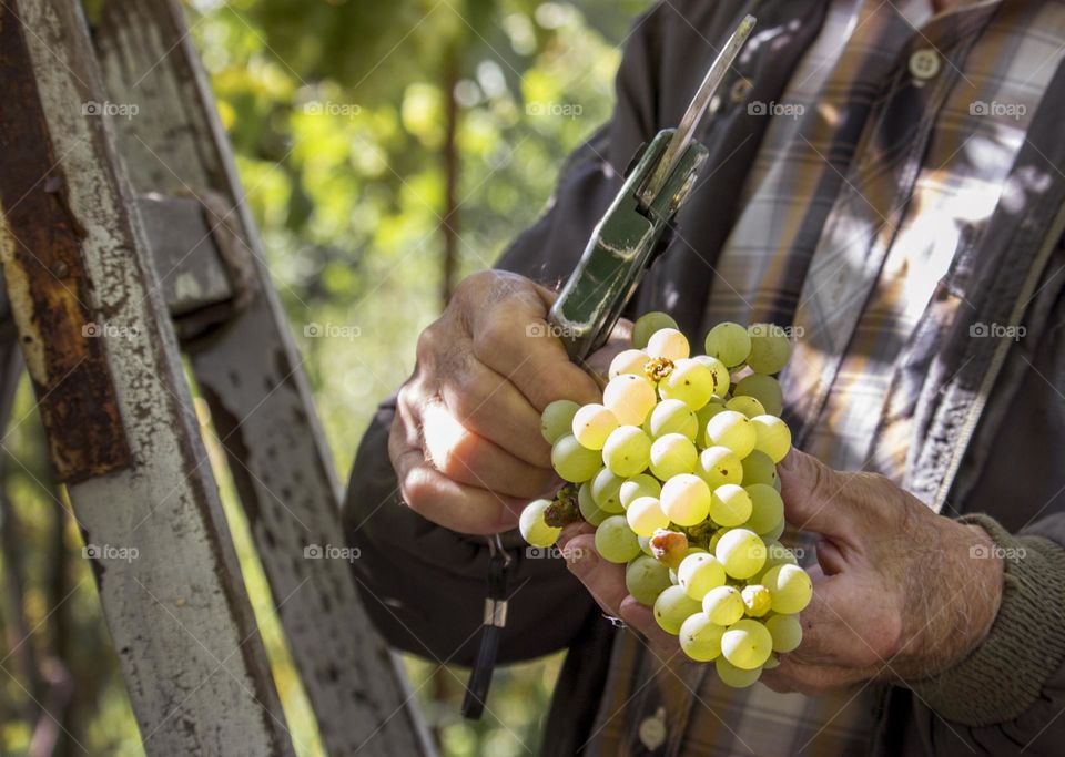 Holding grape in the vineyard