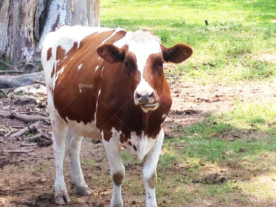 Cow
