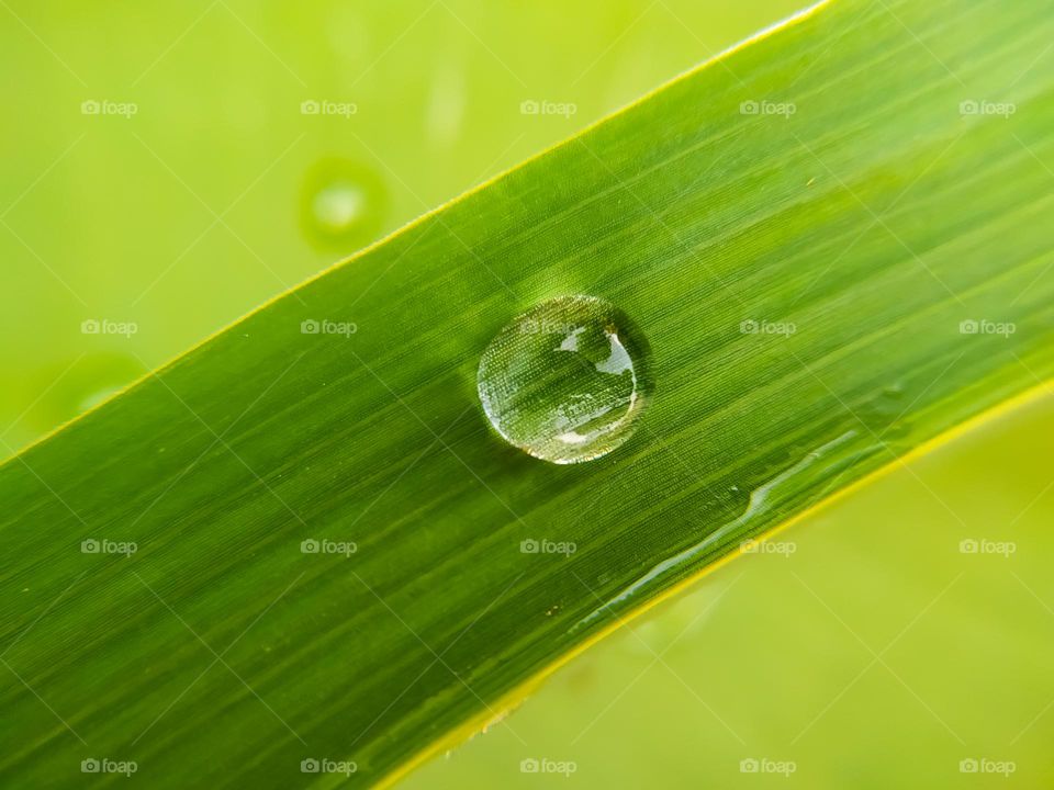 water drop on green leaf in nature or in the garden with copy space