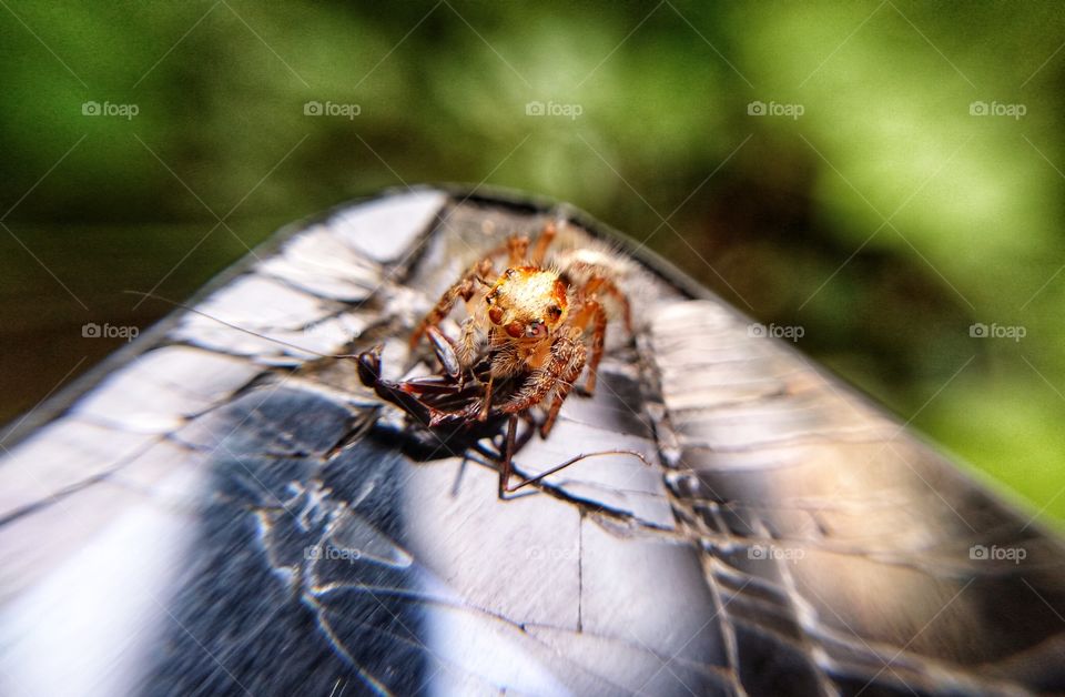 spider on mobile