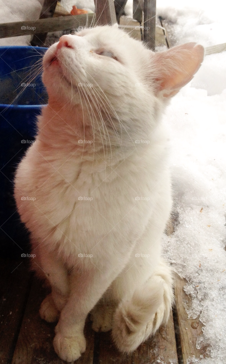 cat cats snow winter by Iphonepic