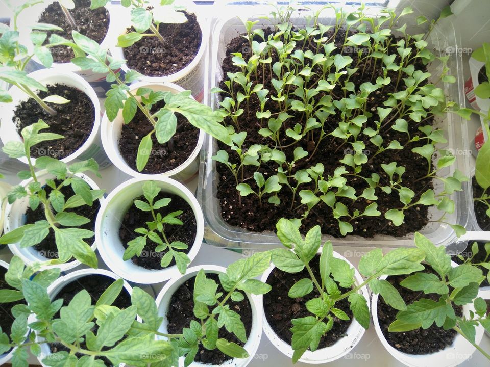 green young sprouts top view