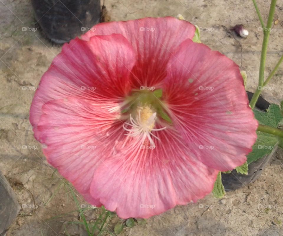 Beautiful flower blooming have a good day