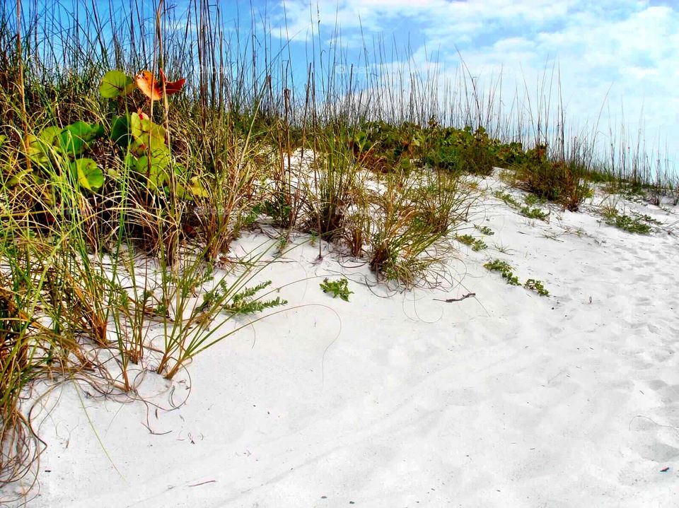 Sand dune on beach