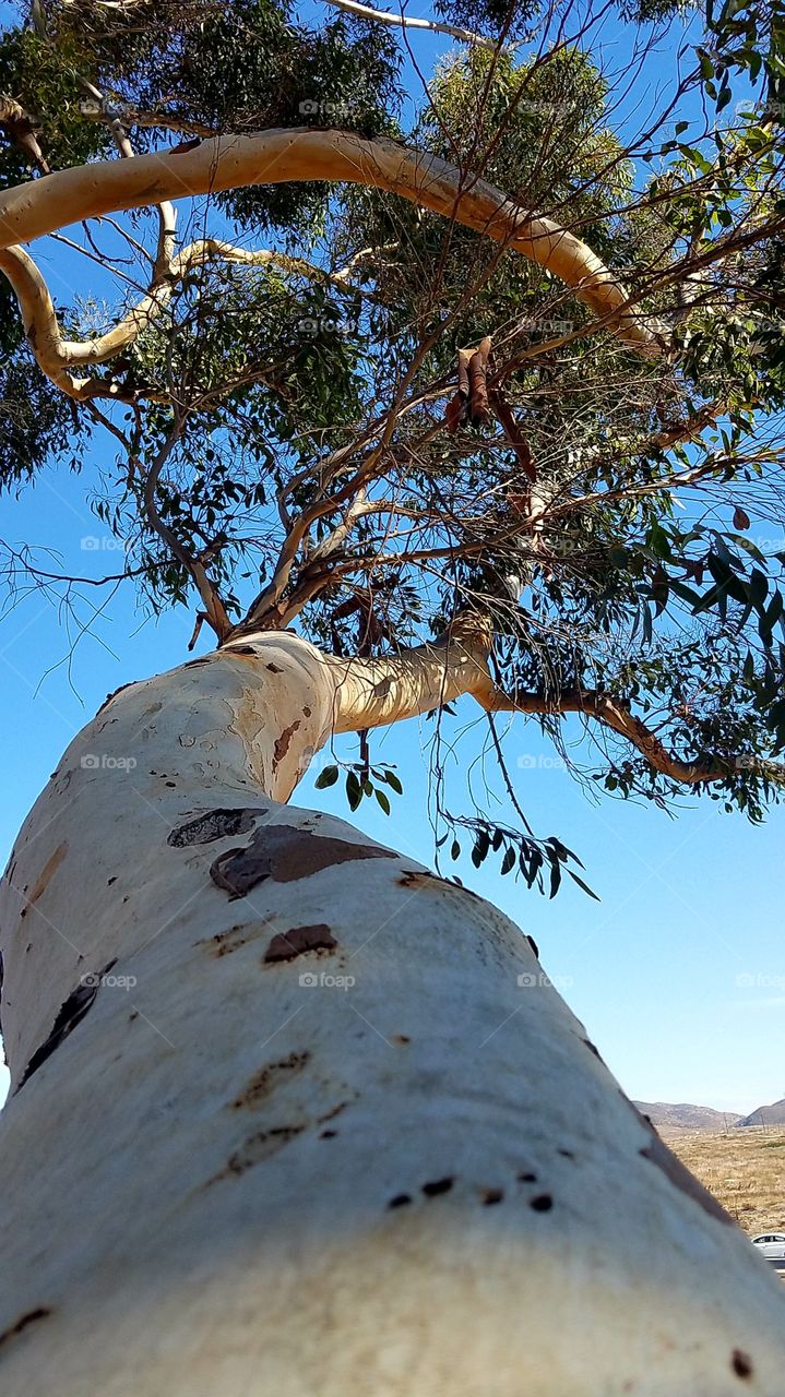 tree in southern California